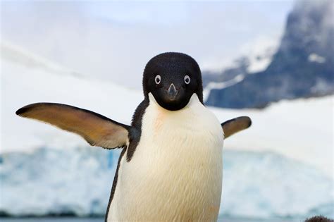 How to Open an Art Gallery: Why Penguins Would Make Great Curators